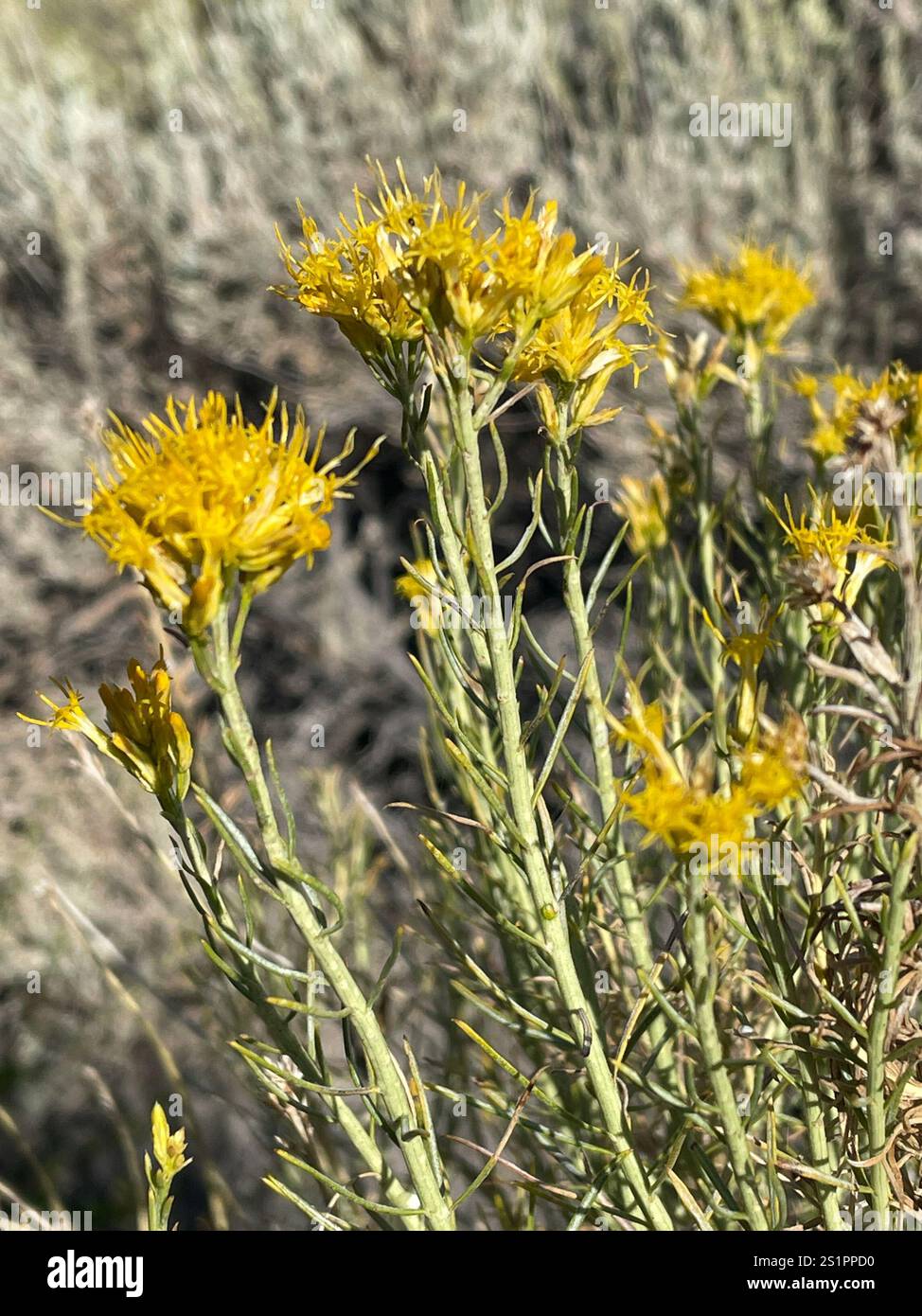 Rubber Rabbitbrush (Ericameria nauseosa Stock Photo - Alamy