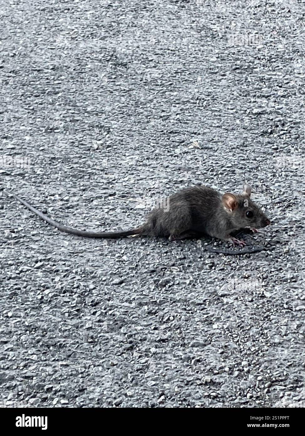 Black Rat (Rattus rattus Stock Photo - Alamy