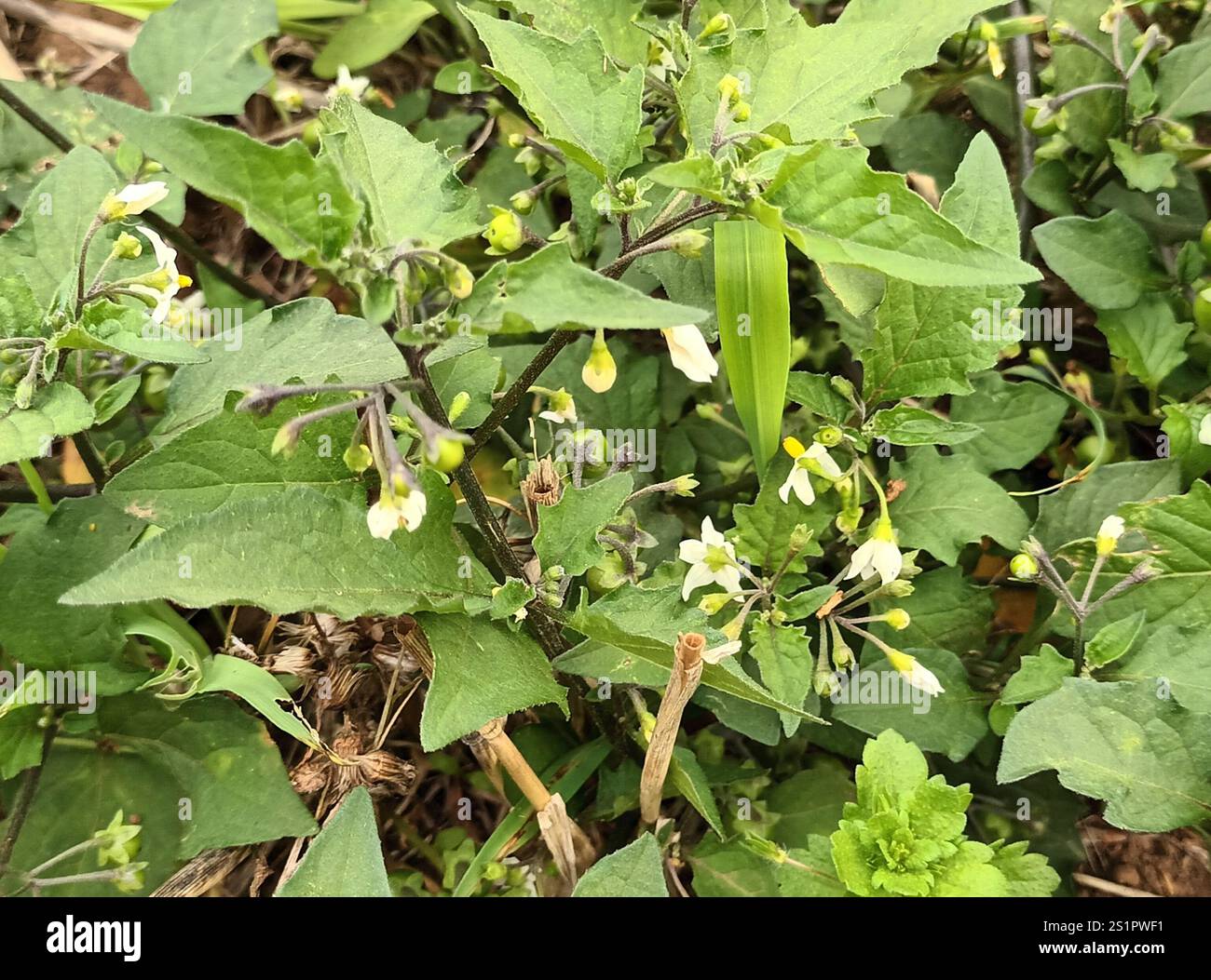 black nightshade (Solanum nigrum Stock Photo - Alamy