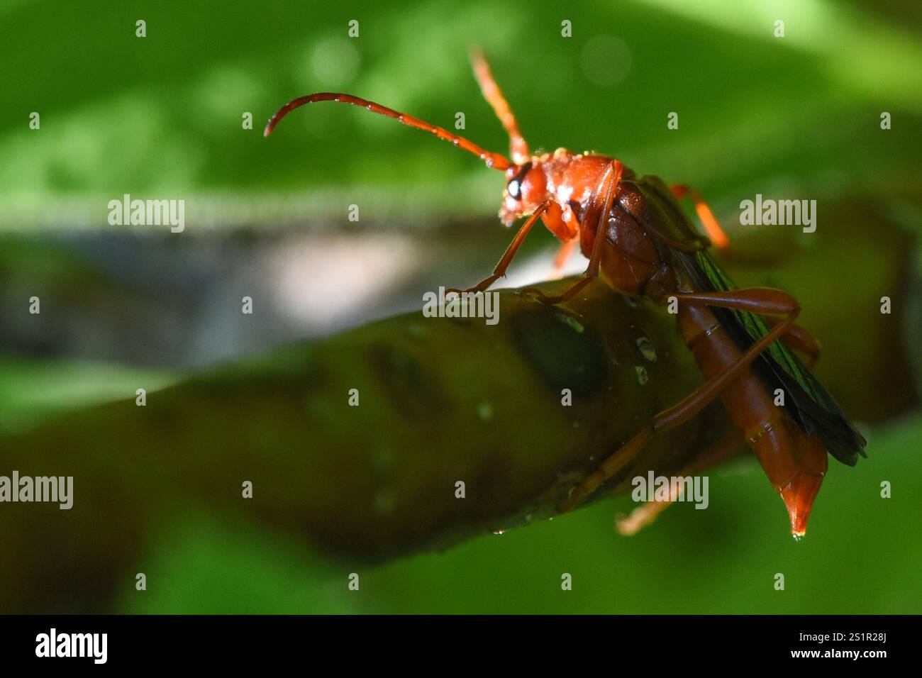 Necydalis hi-res stock photography and images - Alamy