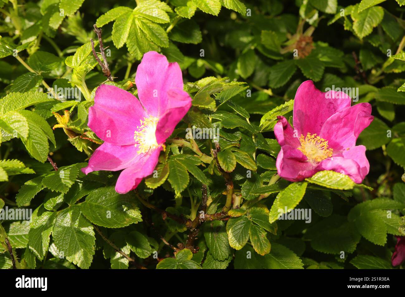 rugosa rose (Rosa rugosa Stock Photo - Alamy