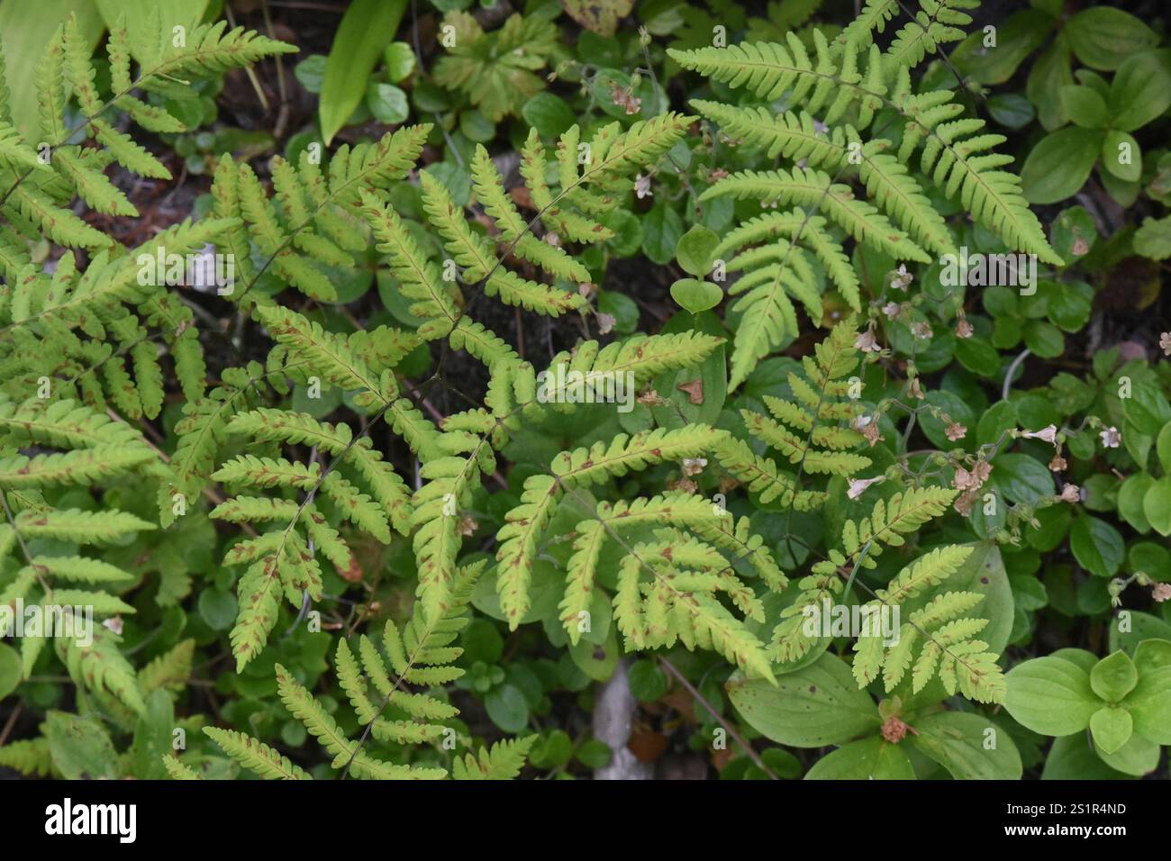 oak fern rust (Hyalopsora aspidiotus Stock Photo - Alamy