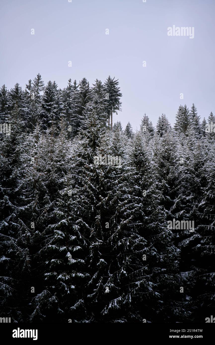 Winter im Thüringer Wald an der Ohratalsperre, 04.01.2025 Luisenthal Thüringen Deutschland *** Winter in the Thuringian Forest at the Ohratal dam, 04 Stock Photo