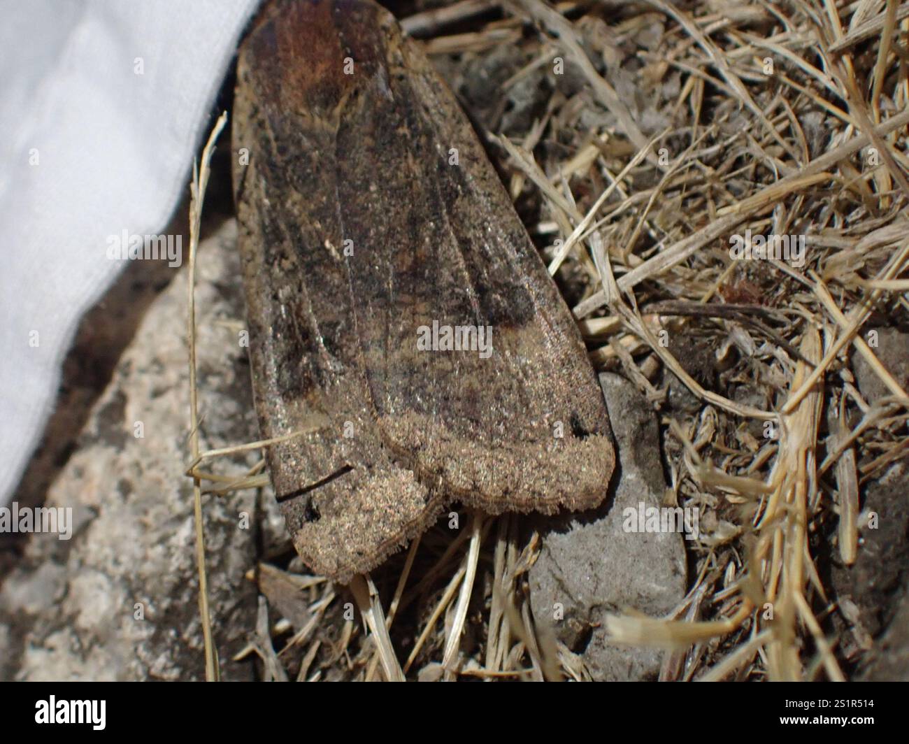 large yellow underwing noctua pronuba