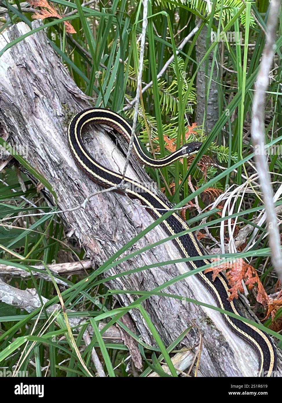 Northern Ribbon Snake (Thamnophis saurita septentrionalis Stock Photo ...
