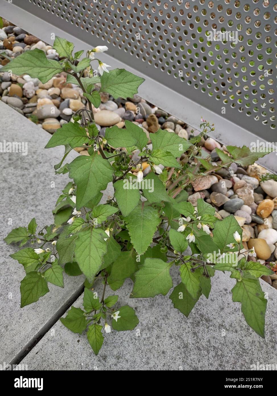 Black Nightshade Complex (Solanum nigrum Stock Photo - Alamy
