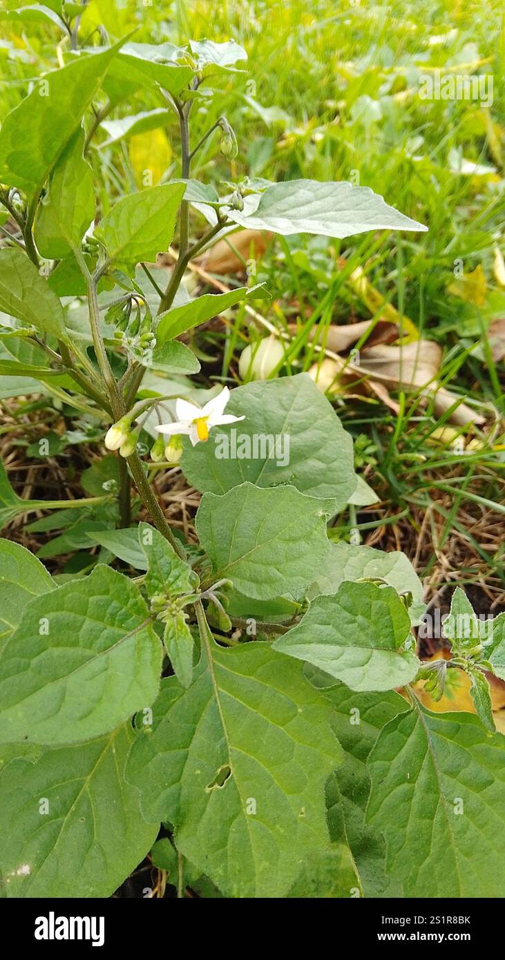 black nightshade (Solanum nigrum Stock Photo - Alamy