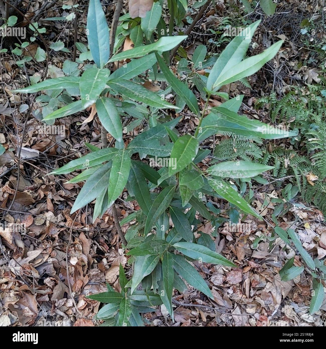 California bay (Umbellularia californica Stock Photo - Alamy