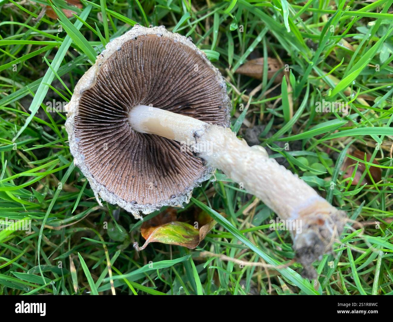 weeping widow (Lacrymaria lacrymabunda Stock Photo - Alamy