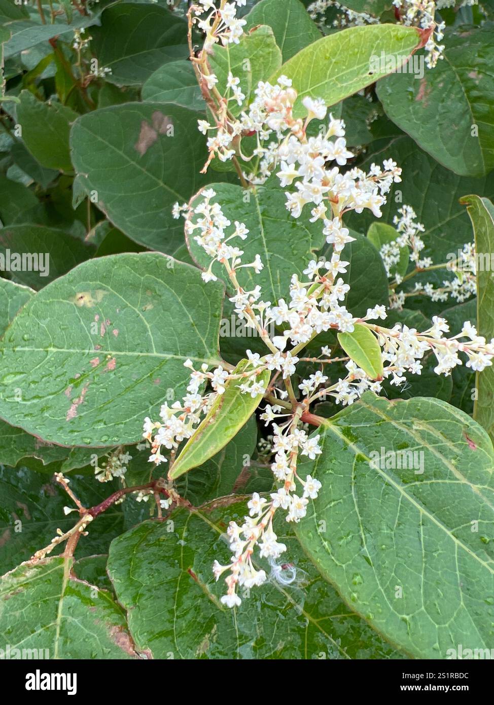 Japanese Knotweed Reynoutria Japonica Stock Photo Alamy japanese-knotweed-reynoutria-japonica-stock-photo-alamy