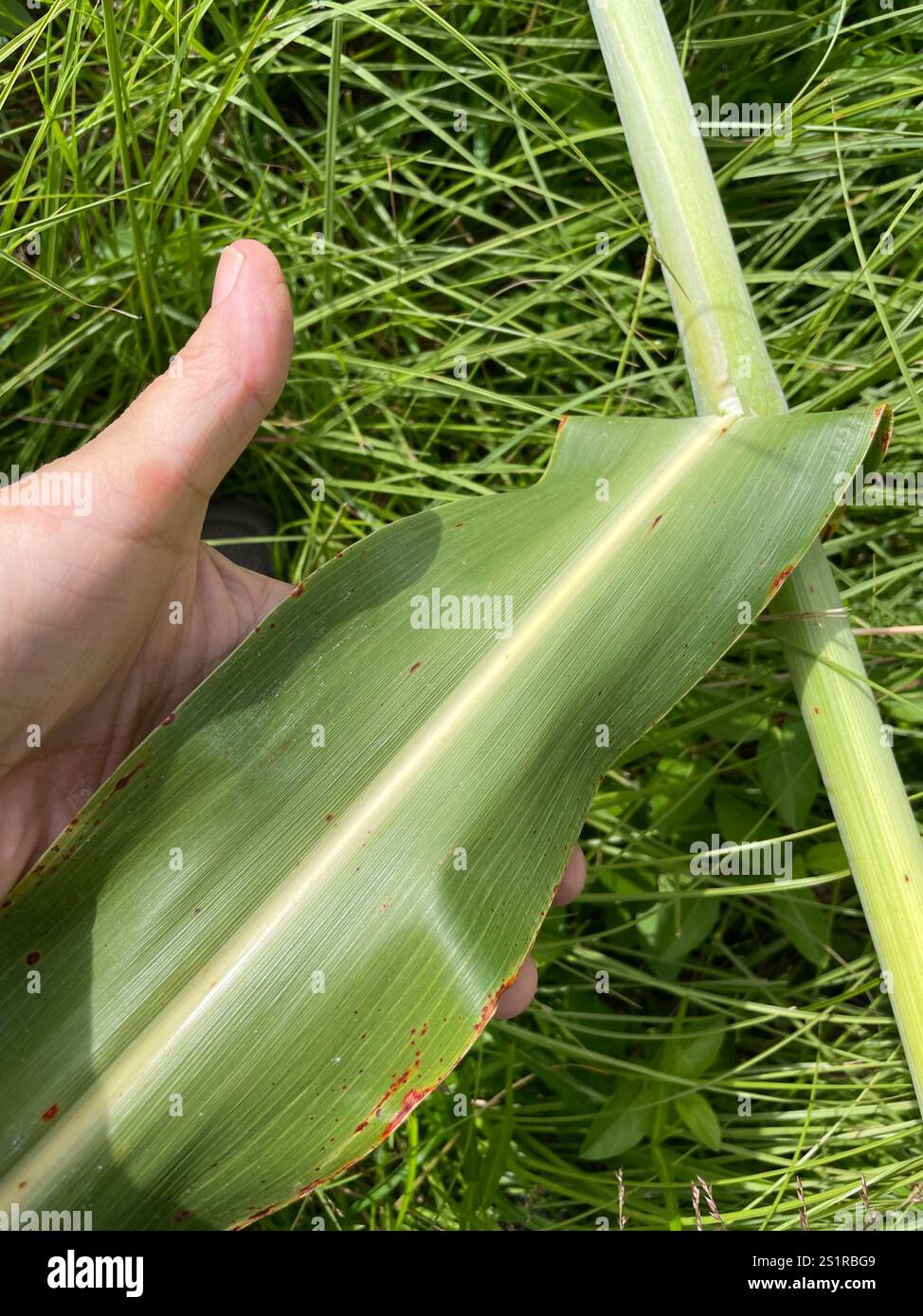 Giant Reed Stock Fodder giant reed (Arundo donax Stock Photo - Alamy