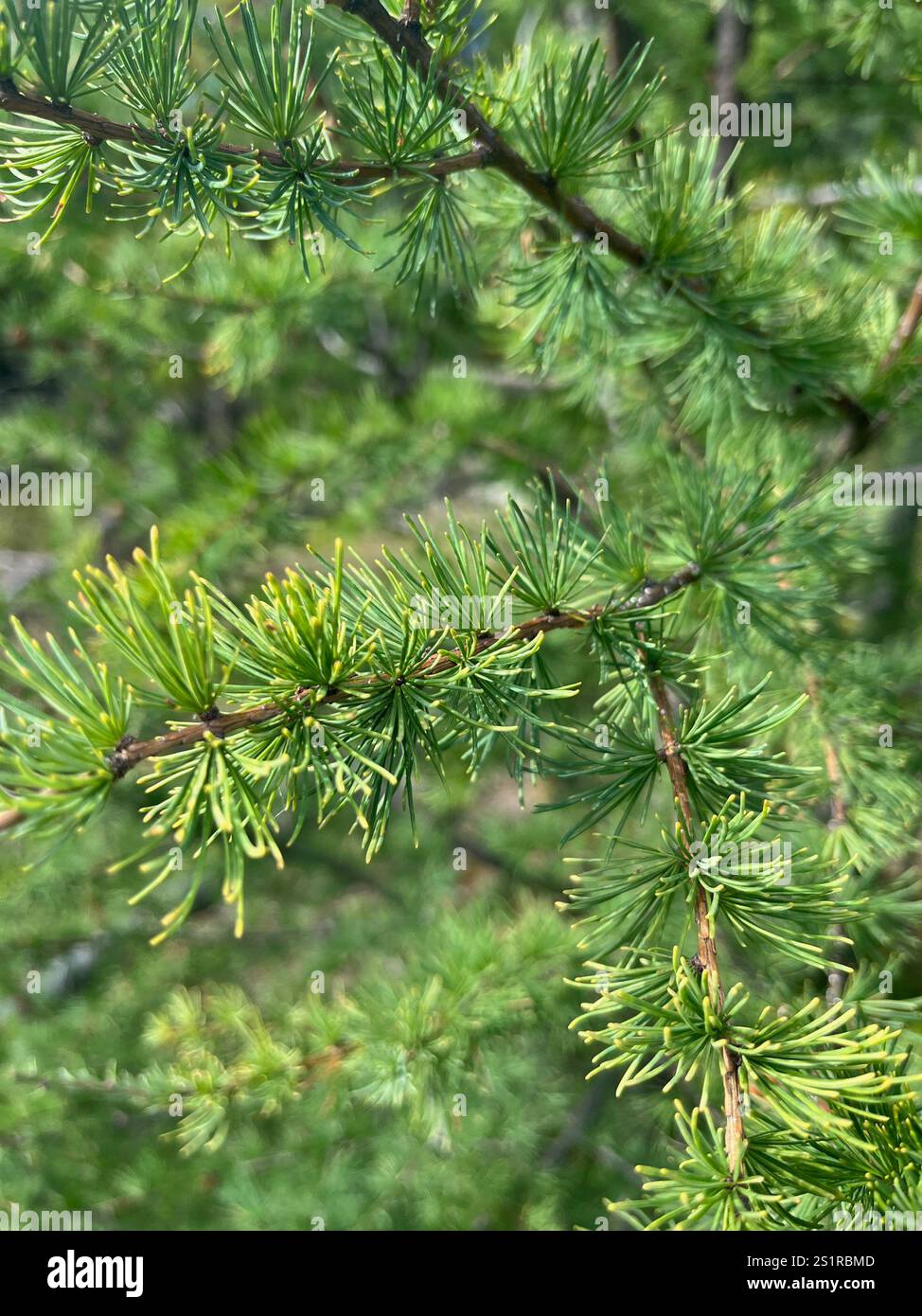 tamarack (Larix laricina Stock Photo - Alamy