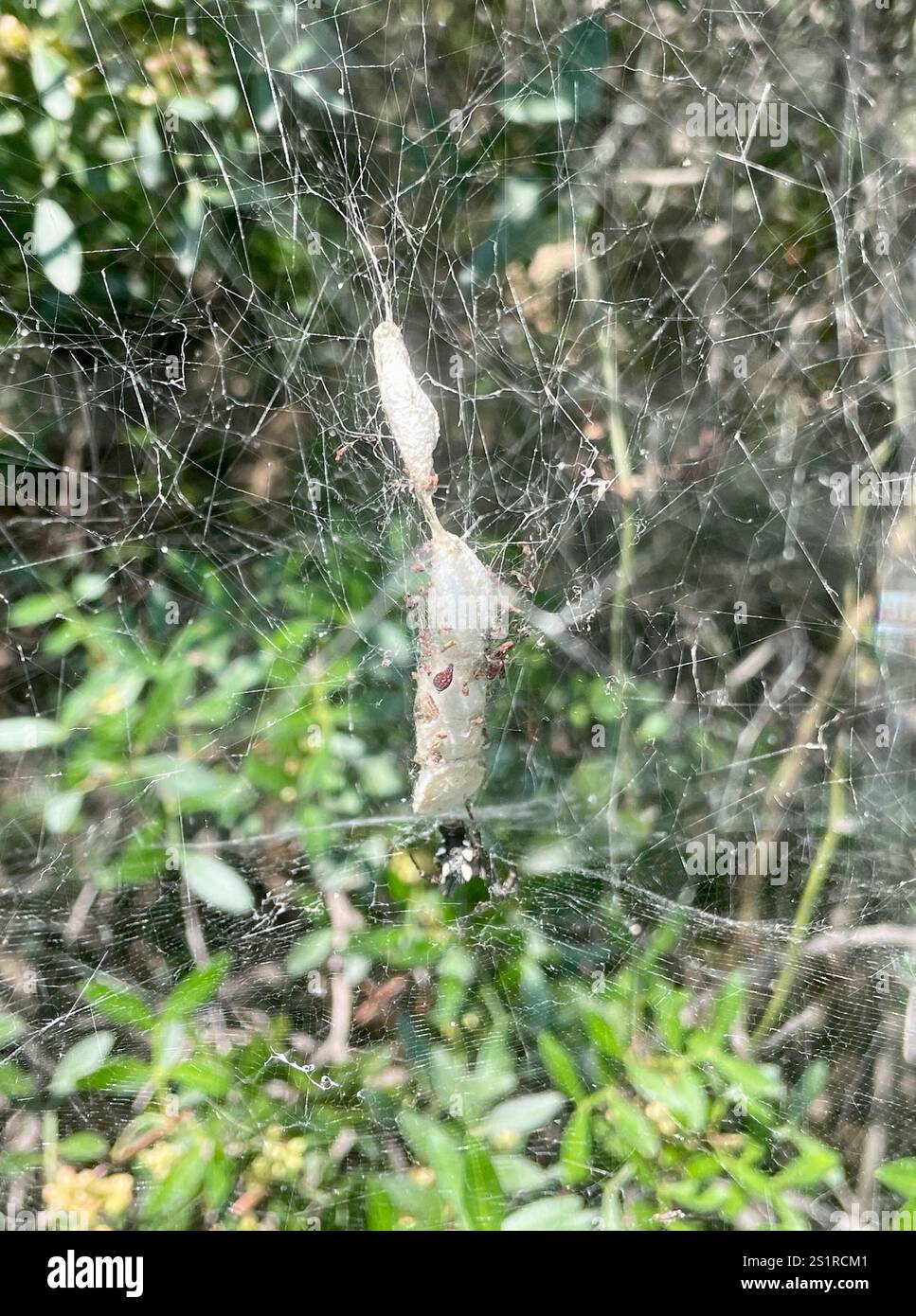 Tropical Tent-web Spider (Cyrtophora citricola Stock Photo - Alamy