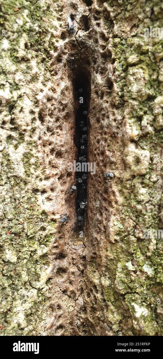 Charcoal Stingless Bee (Tetragonula carbonaria Stock Photo - Alamy