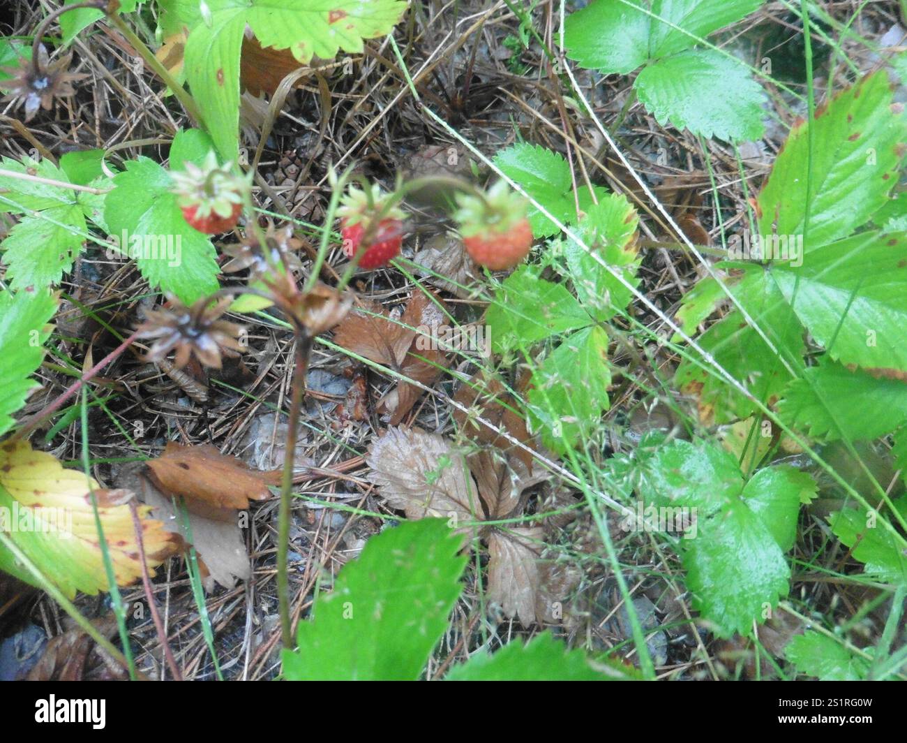 woodland strawberry (Fragaria vesca Stock Photo - Alamy