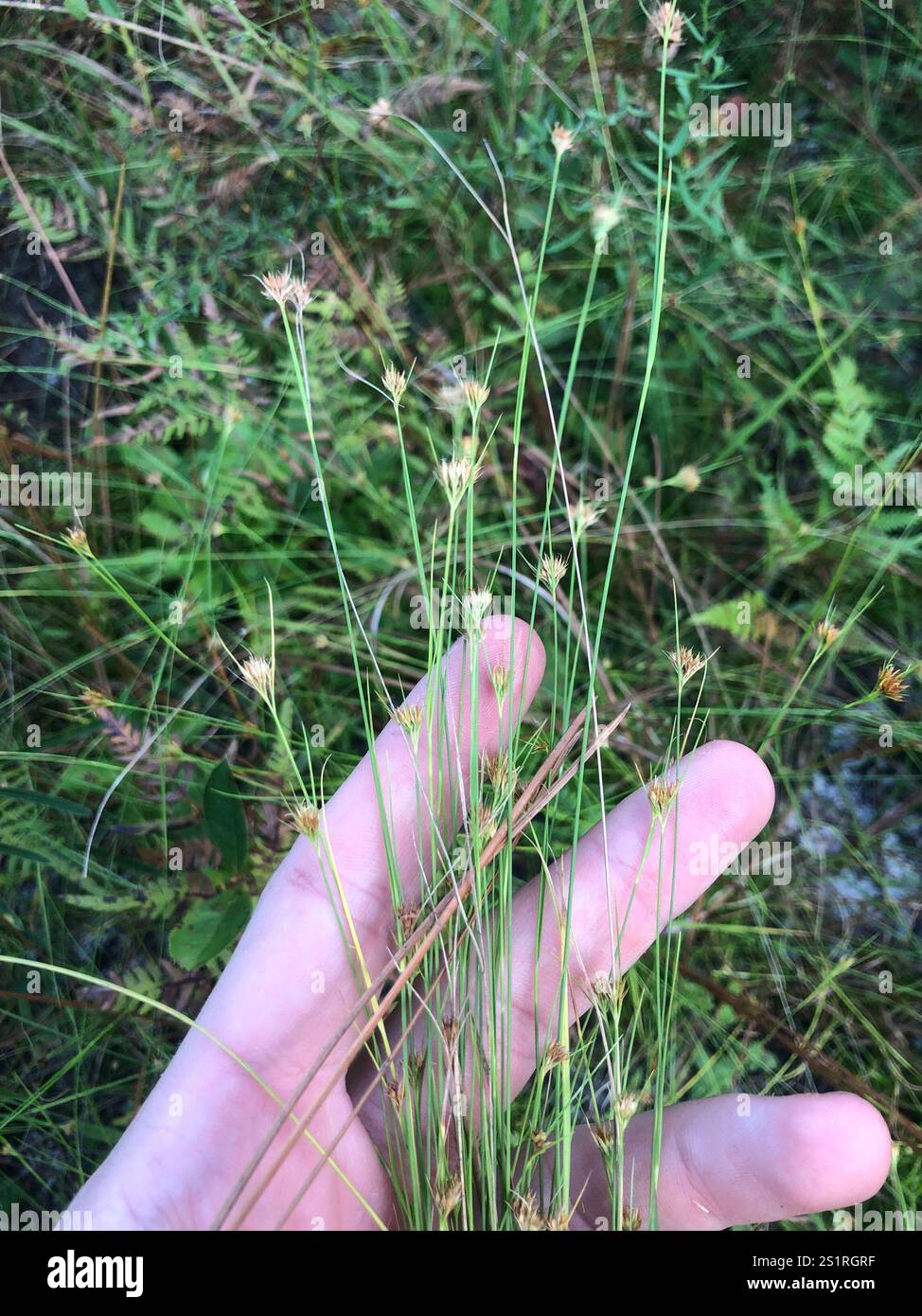 Chapman's beaksedge (Rhynchospora chapmanii) Stock Photo