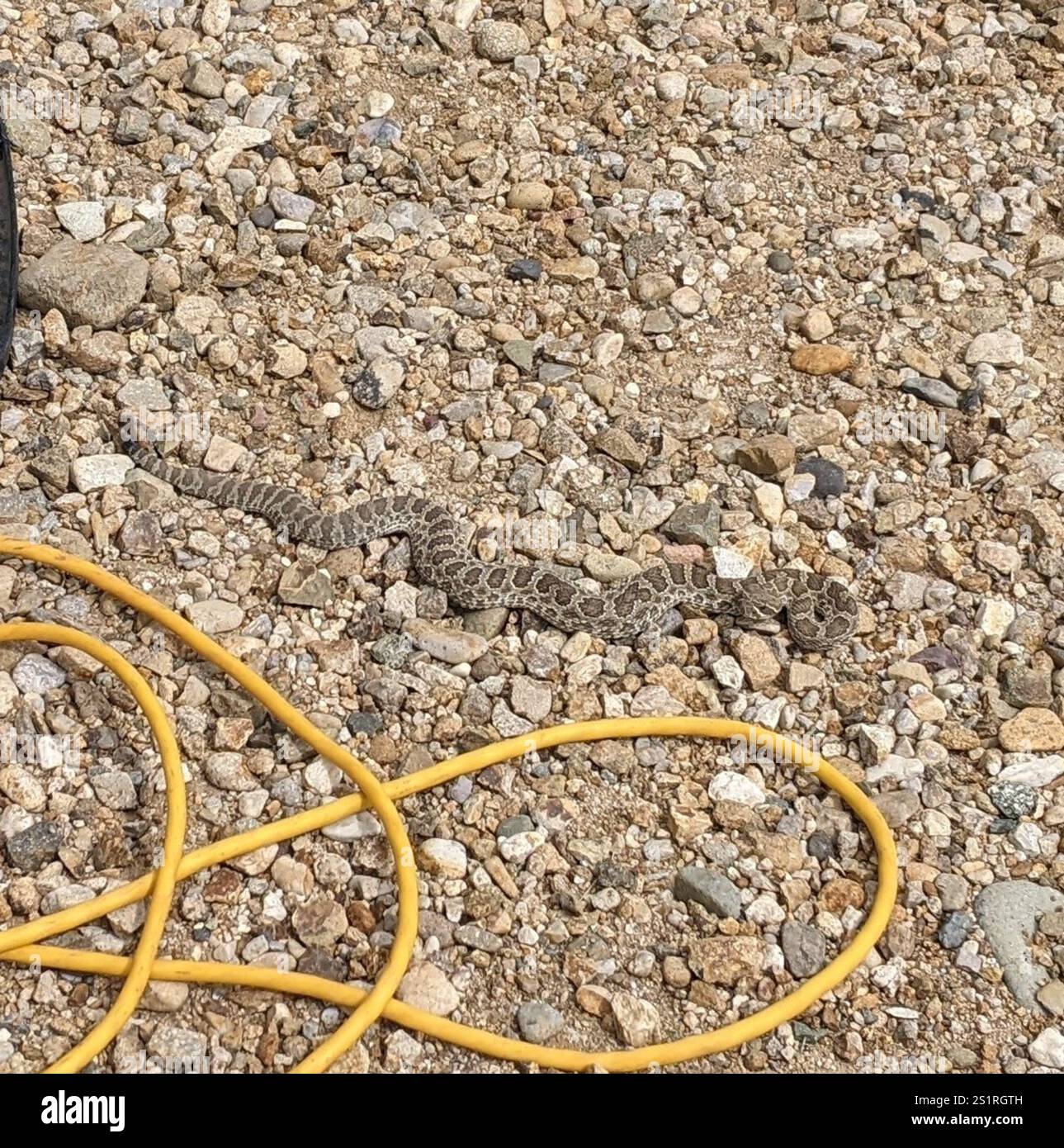 Prairie Rattlesnake Book Prairie Rattlesnake (Crotalus viridis Stock Photo - Alamy