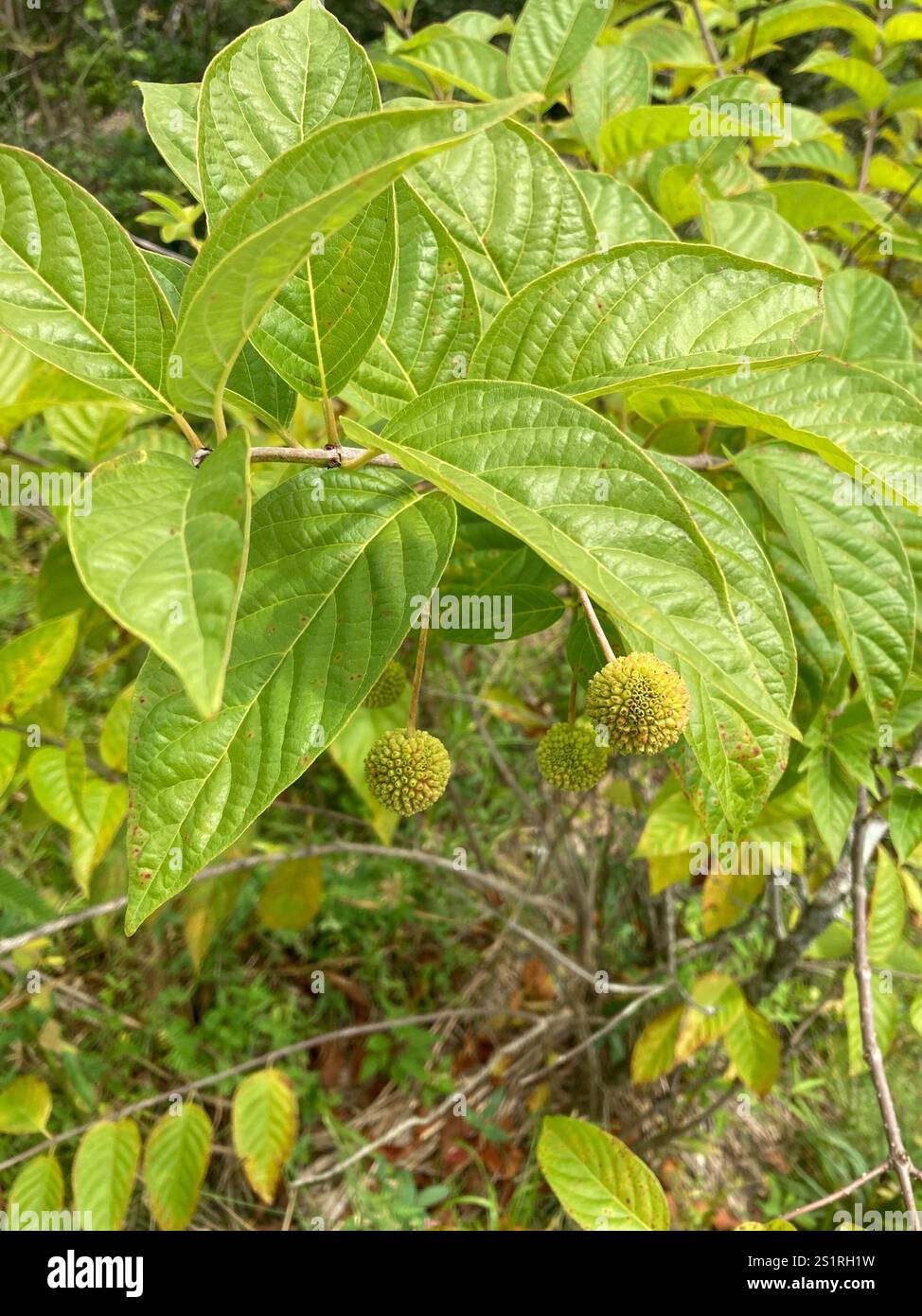 buttonbush (Cephalanthus occidentalis Stock Photo - Alamy