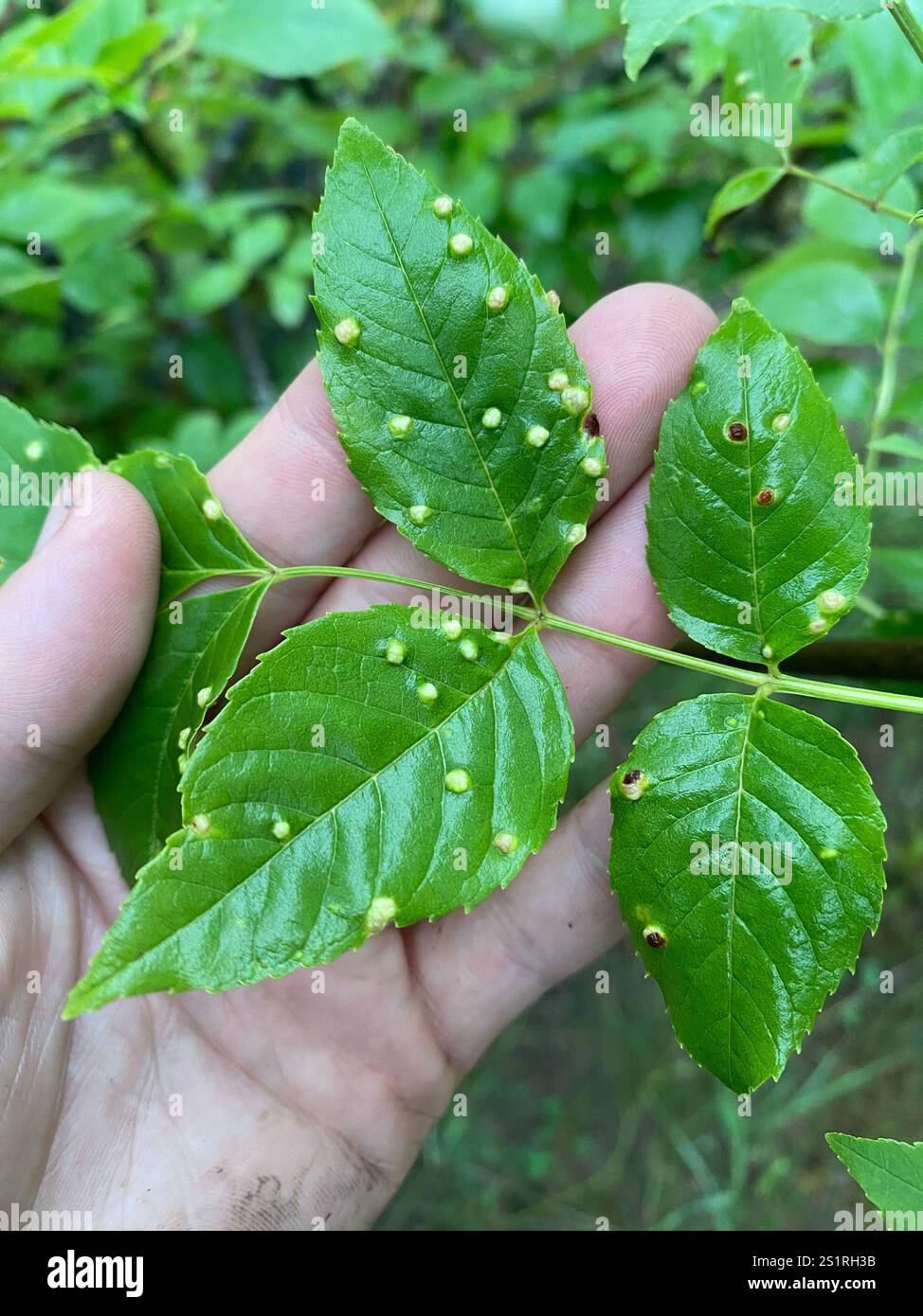 Ash Bead Gall Mite (Aceria fraxini Stock Photo - Alamy