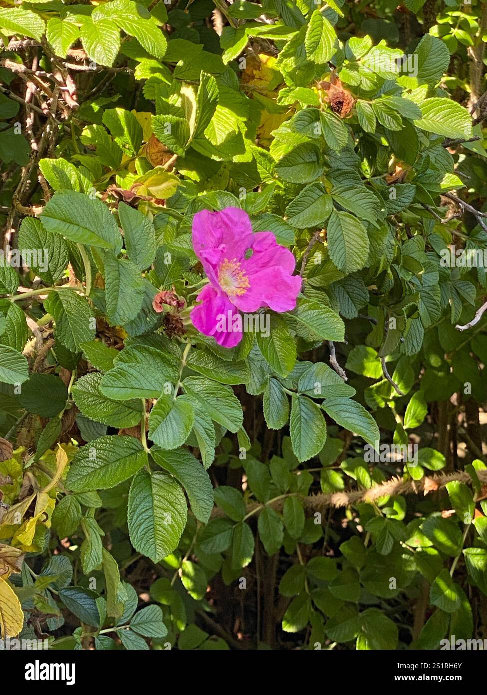 rugosa rose (Rosa rugosa Stock Photo - Alamy