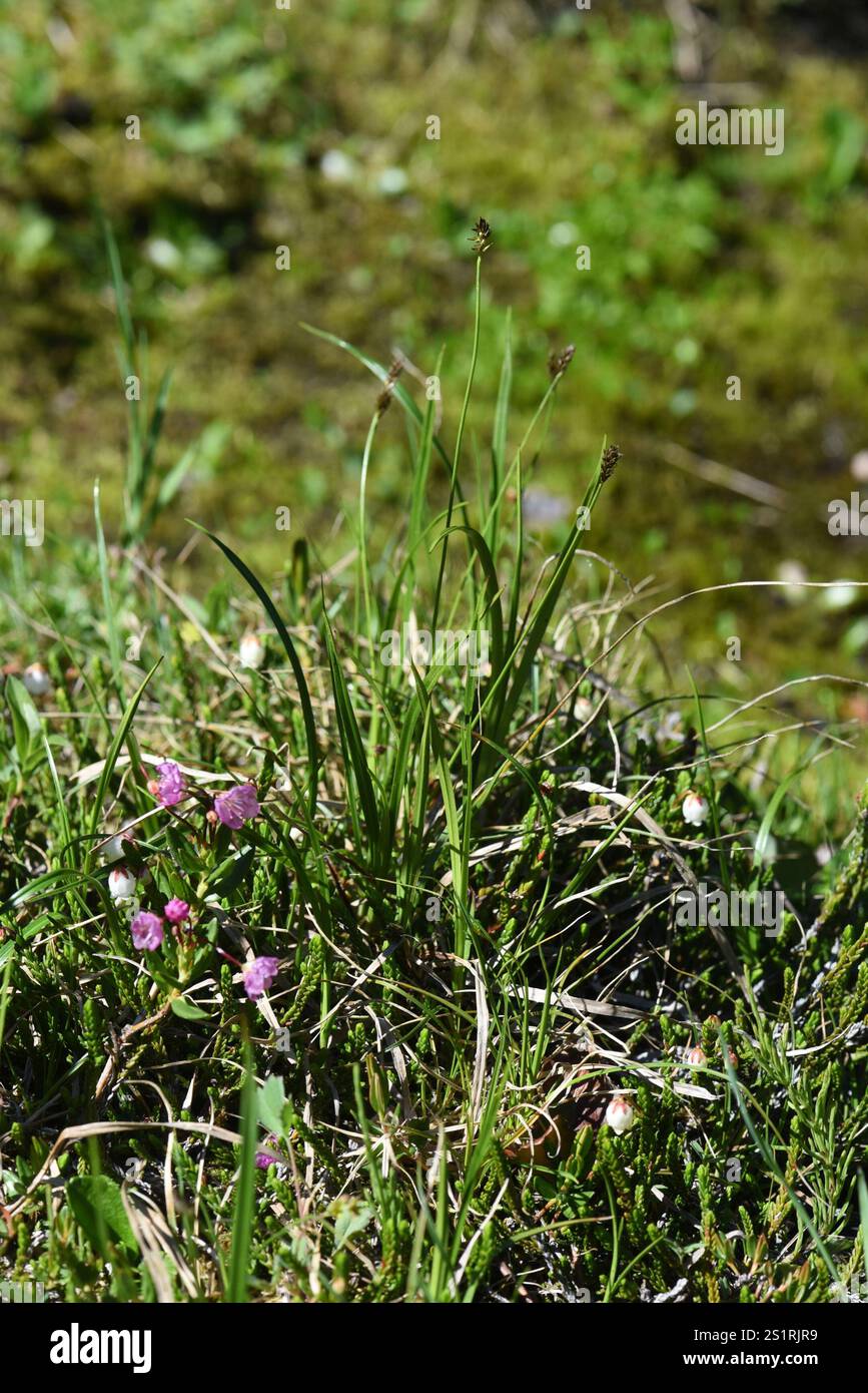 black alpine sedge (Carex nigricans Stock Photo - Alamy