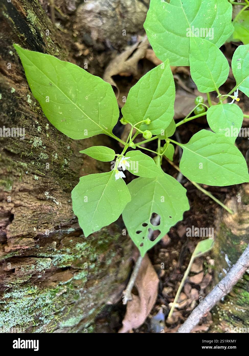eastern black nightshade (Solanum emulans Stock Photo - Alamy