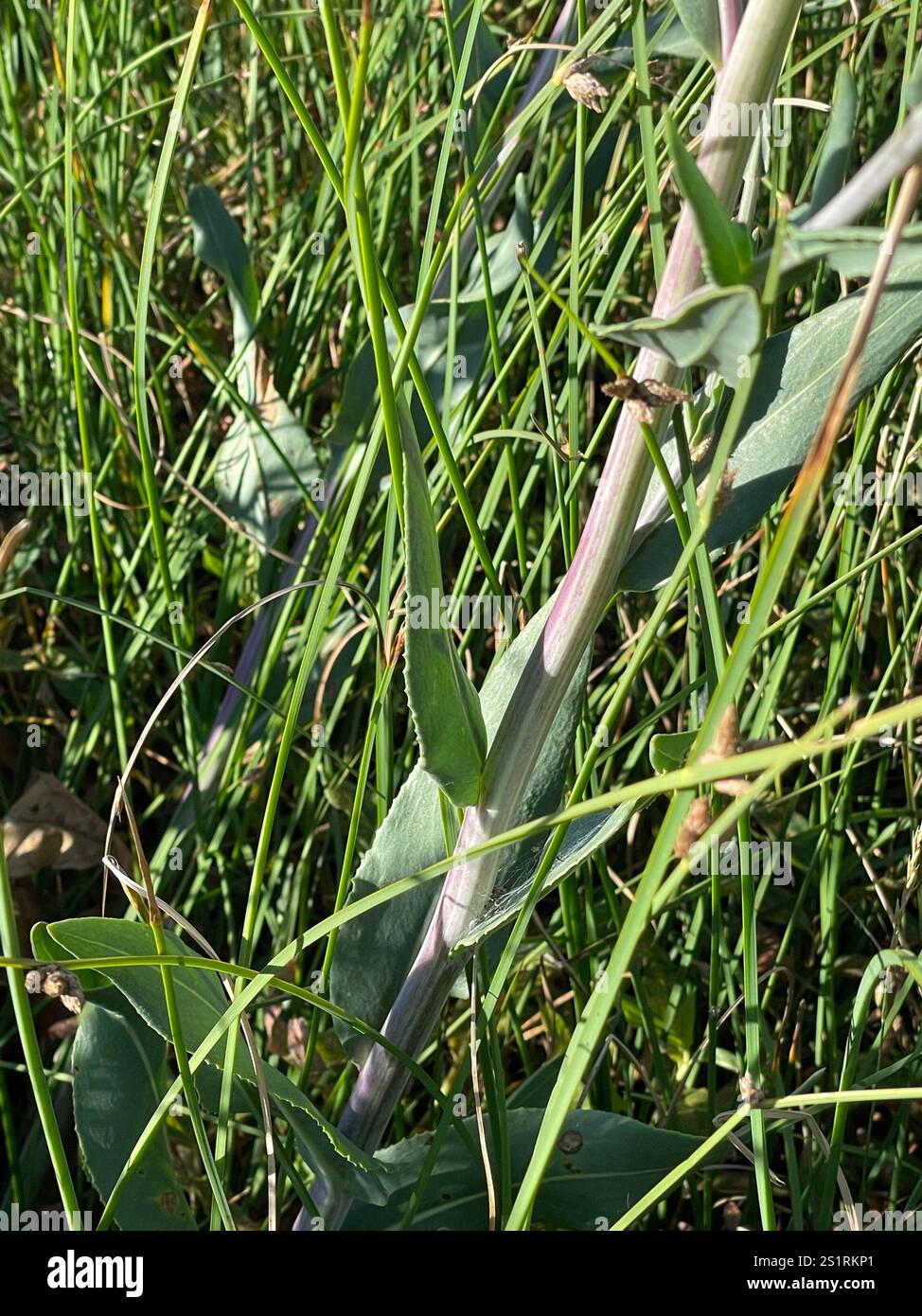 Water Ragwort water ragwort (Senecio hydrophilus Stock Photo - Alamy