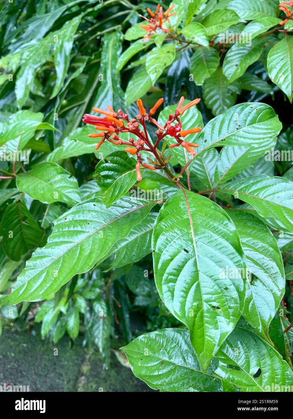 Firebush Firebush (Hamelia patens Stock Photo - Alamy