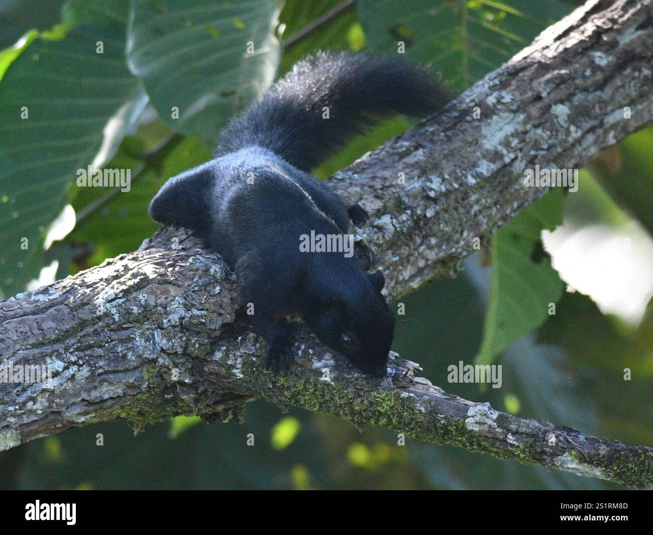 Prevost's Squirrel (Callosciurus prevostii Stock Photo - Alamy