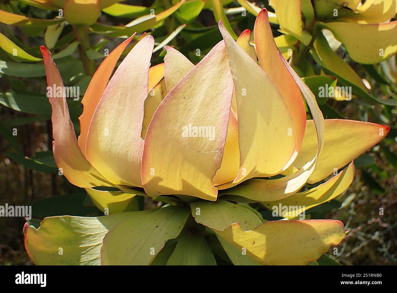 Spicy Conebush (Leucadendron tinctum) Stock Photo