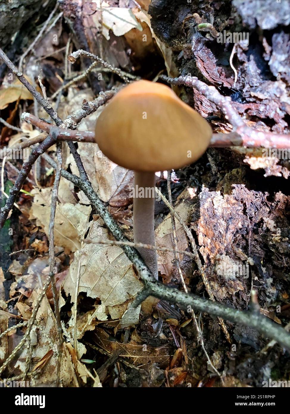 Beech Rooter Beech Rooter (Oudemansiella furfuracea Stock Photo - Alamy