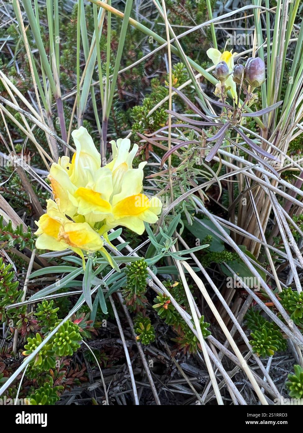 Toad Fls common toadflax (Linaria vulgaris Stock Photo - Alamy