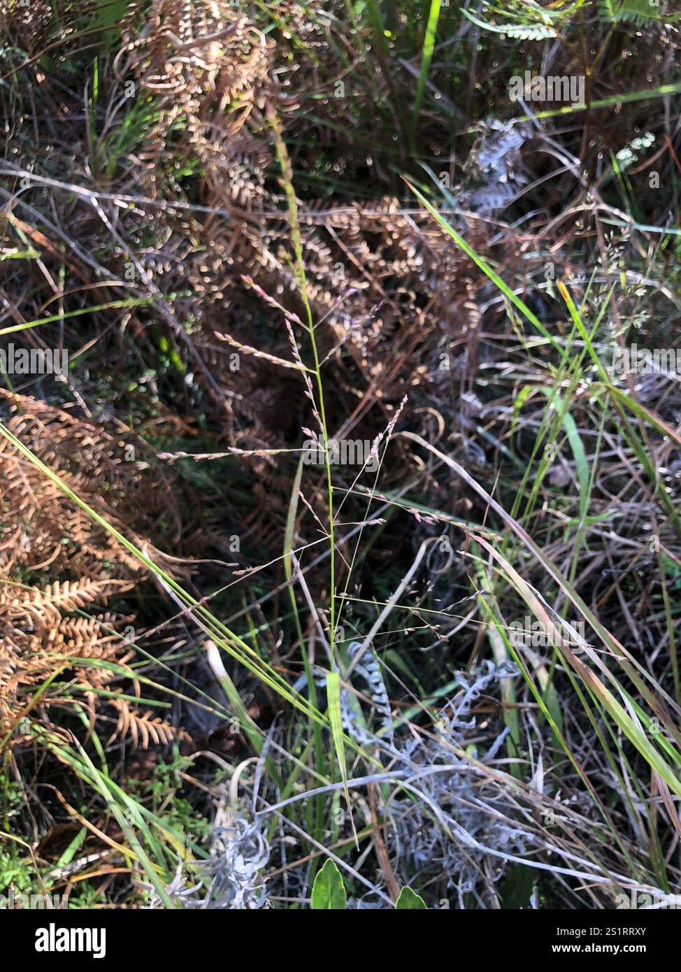 Redtop Panicgrass (Coleataenia longifolia longifolia Stock Photo - Alamy
