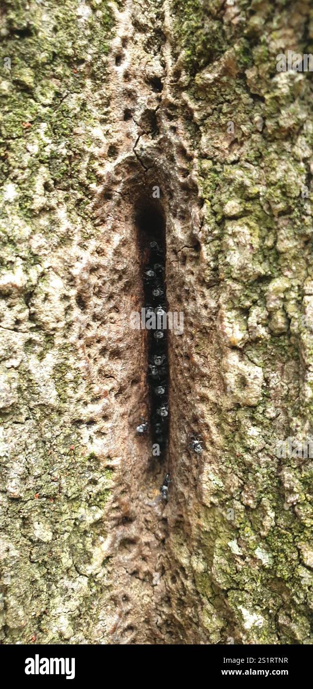 Charcoal Stingless Bee (Tetragonula carbonaria Stock Photo - Alamy