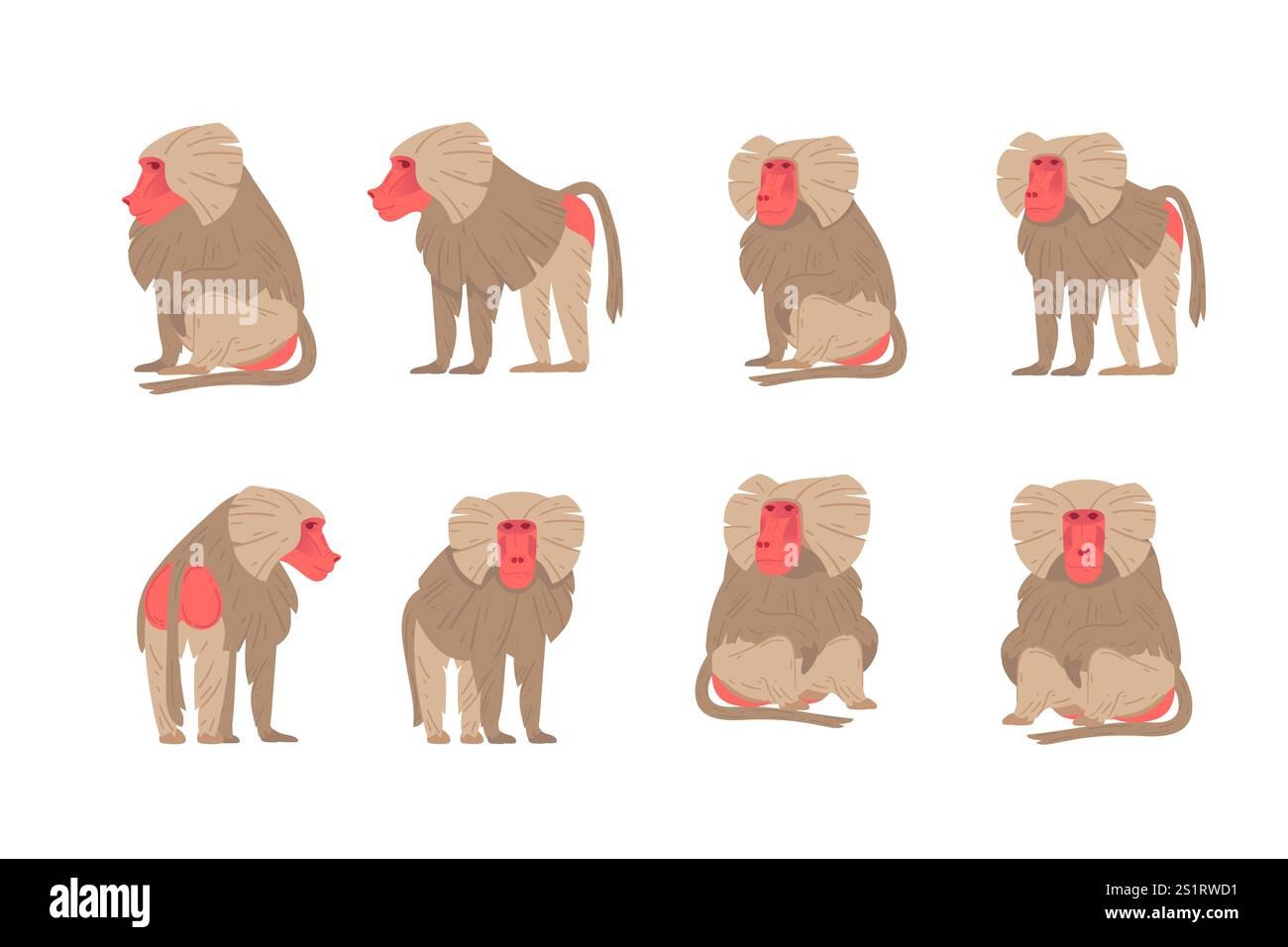 Set of Macaque. Ape with grey hair and red face. Cartoon style animal. Vector illustration isolated on white background. Stock Vector