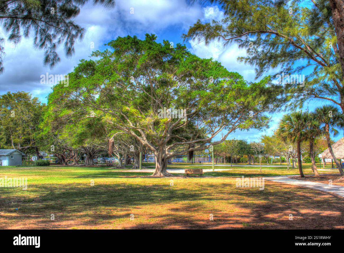 Florida Banyan Tree in The Park. One of Florida's Natural Wanders Stock ...
