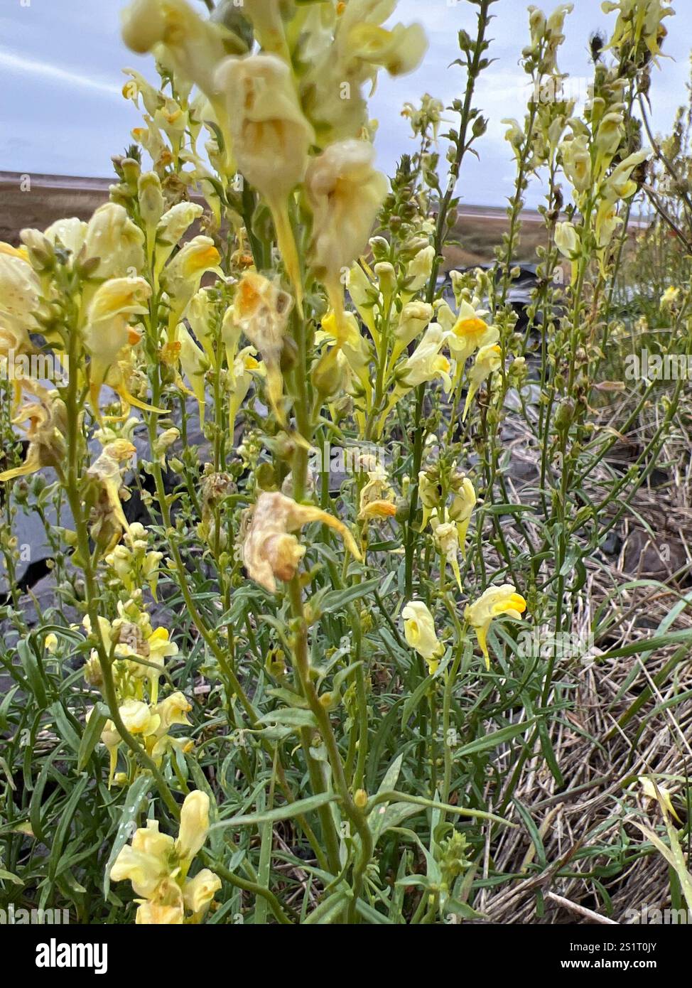 Toad Fls common toadflax (Linaria vulgaris Stock Photo - Alamy