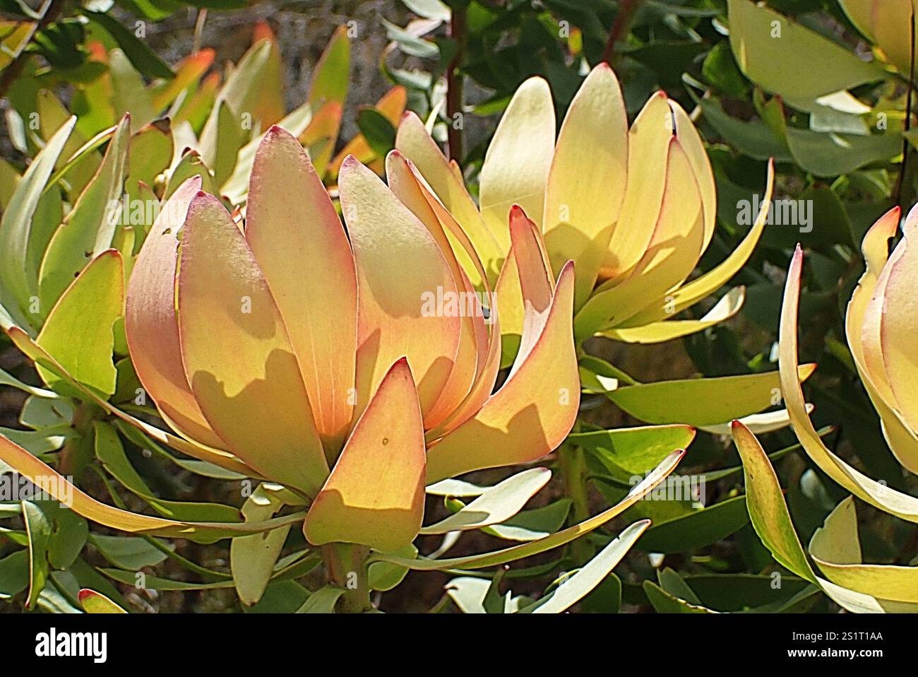 Spicy Conebush (Leucadendron tinctum) Stock Photo