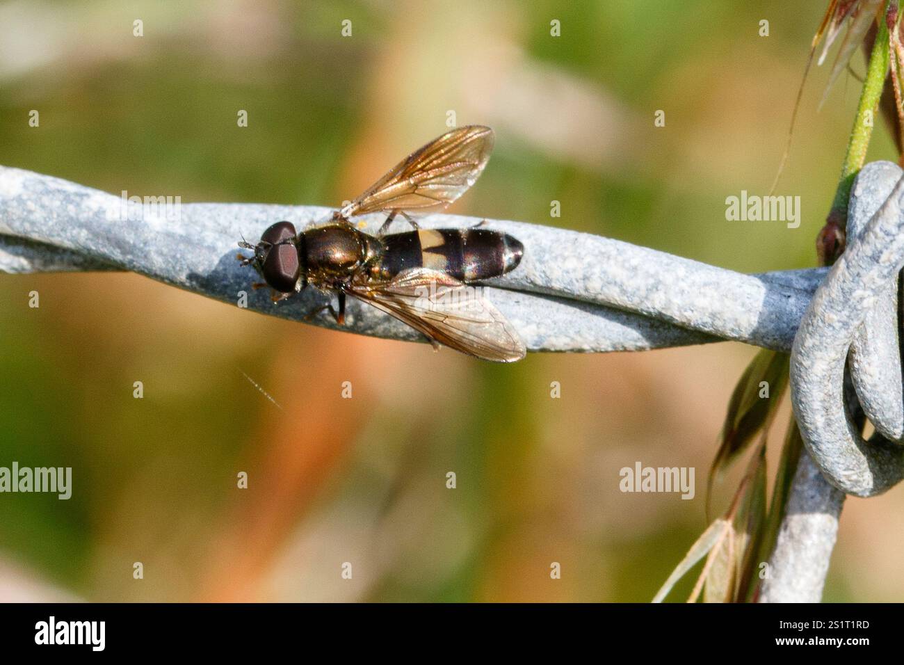 Rosarum hi-res stock photography and images - Alamy