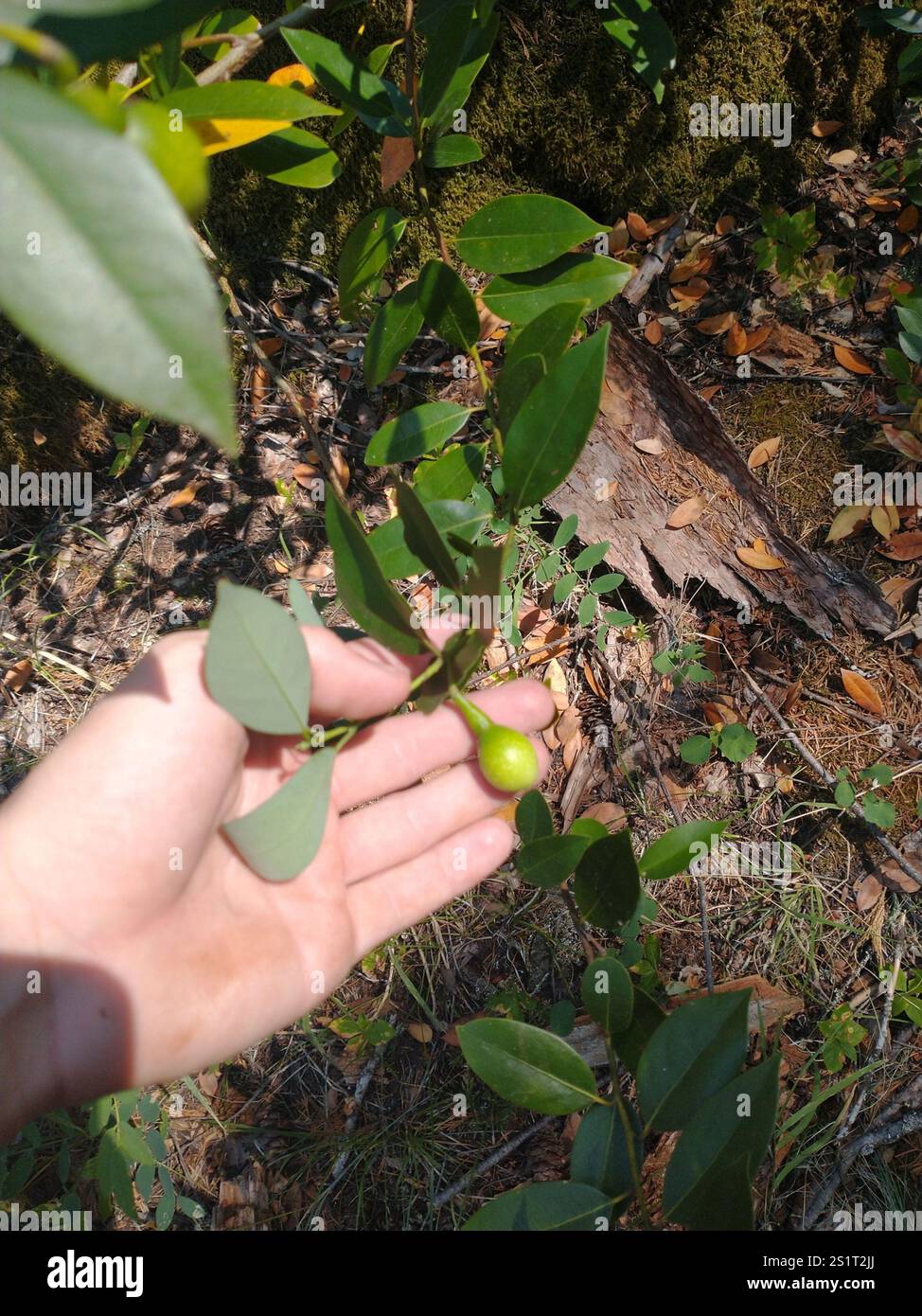 California bay (Umbellularia californica Stock Photo - Alamy