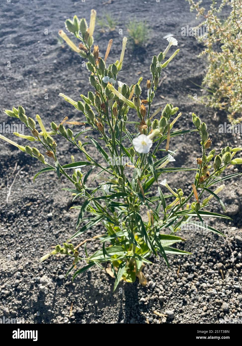 coyote tobacco Coyote Tobacco (Nicotiana attenuata Stock Photo