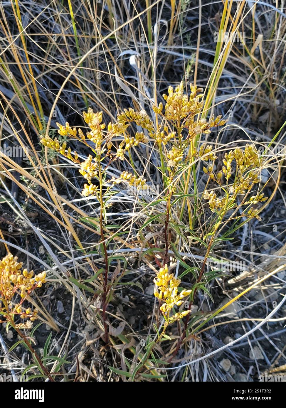 Rubber Rabbitbrush (Ericameria nauseosa Stock Photo - Alamy