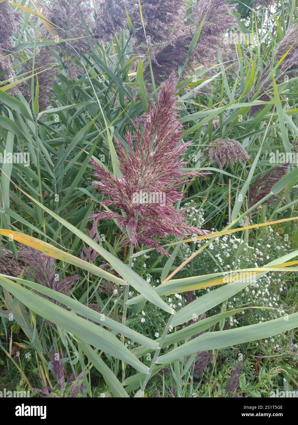 European reed (Phragmites australis australis Stock Photo - Alamy