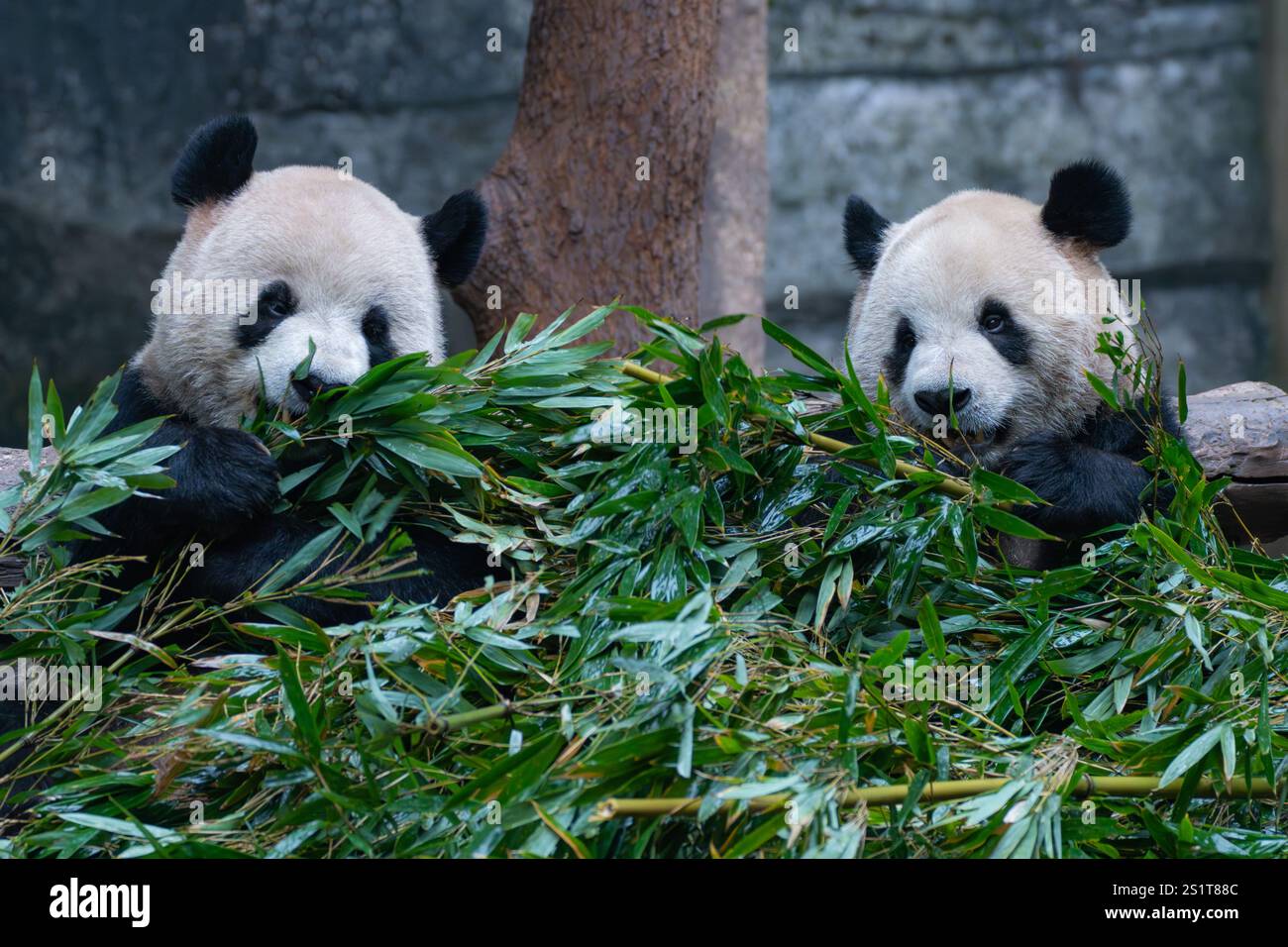 CHONGQING, CHINA JANUARY 4, 2025 Giant pandas eat bamboo shoots at