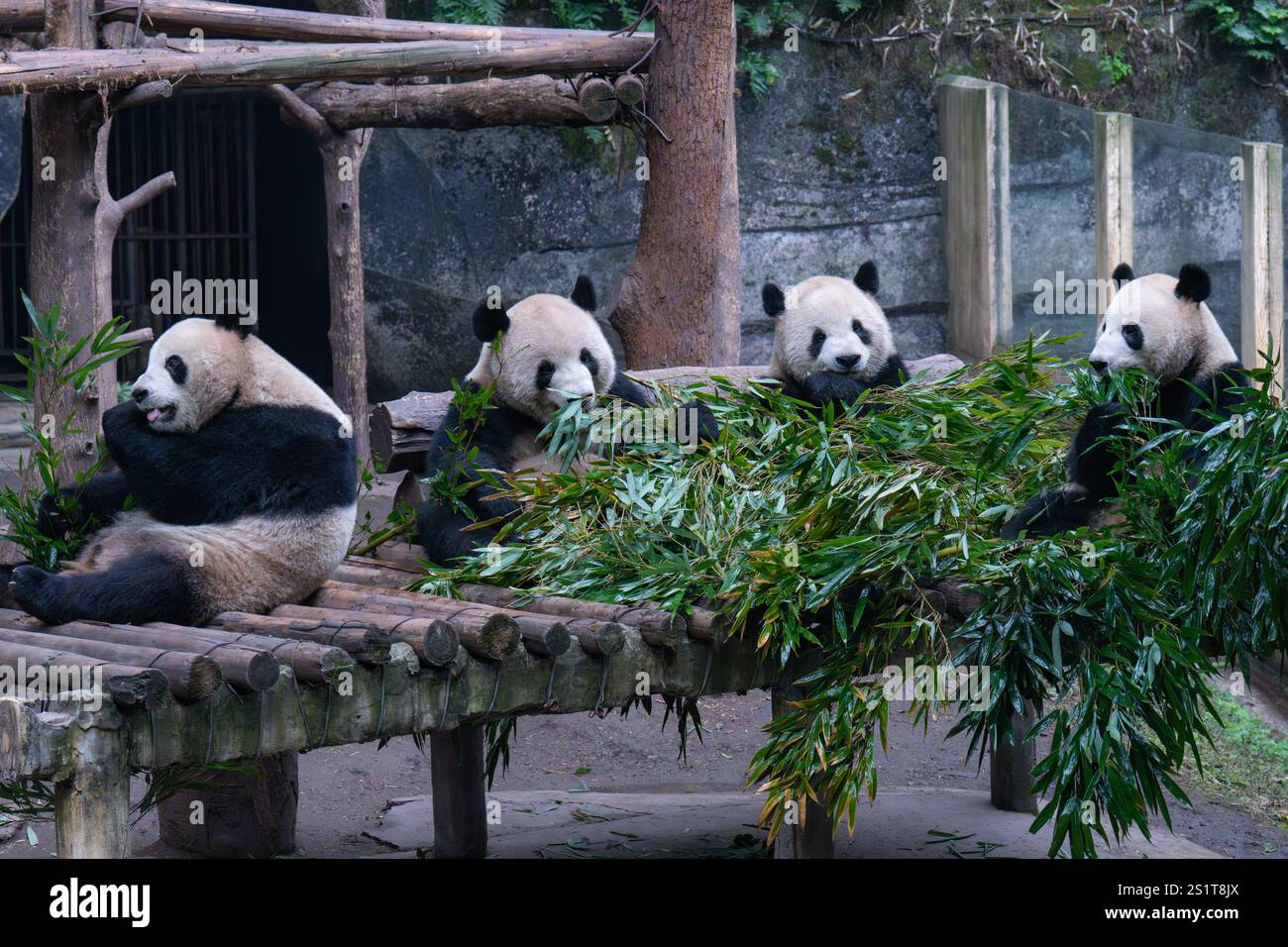 CHONGQING, CHINA JANUARY 4, 2025 Giant pandas eat bamboo shoots at
