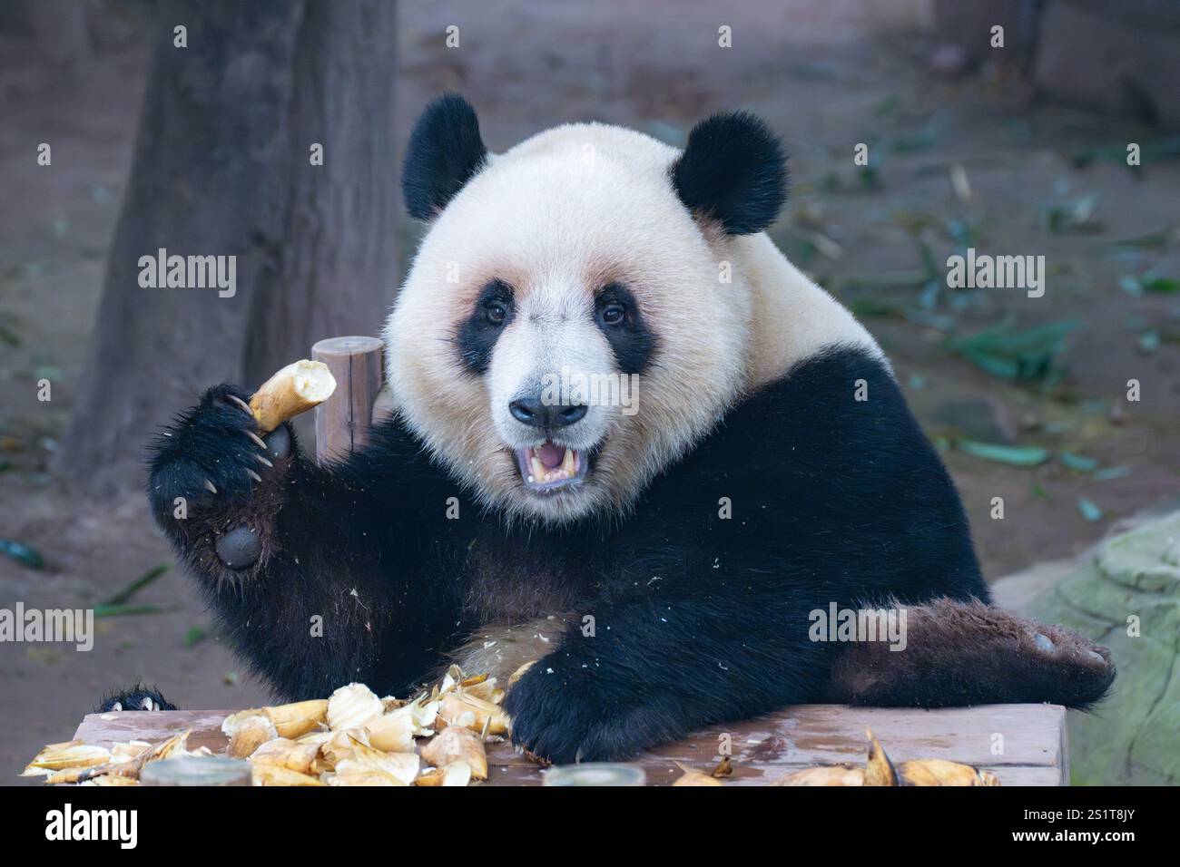 CHONGQING, CHINA JANUARY 4, 2025 A giant panda eats at Chongqing
