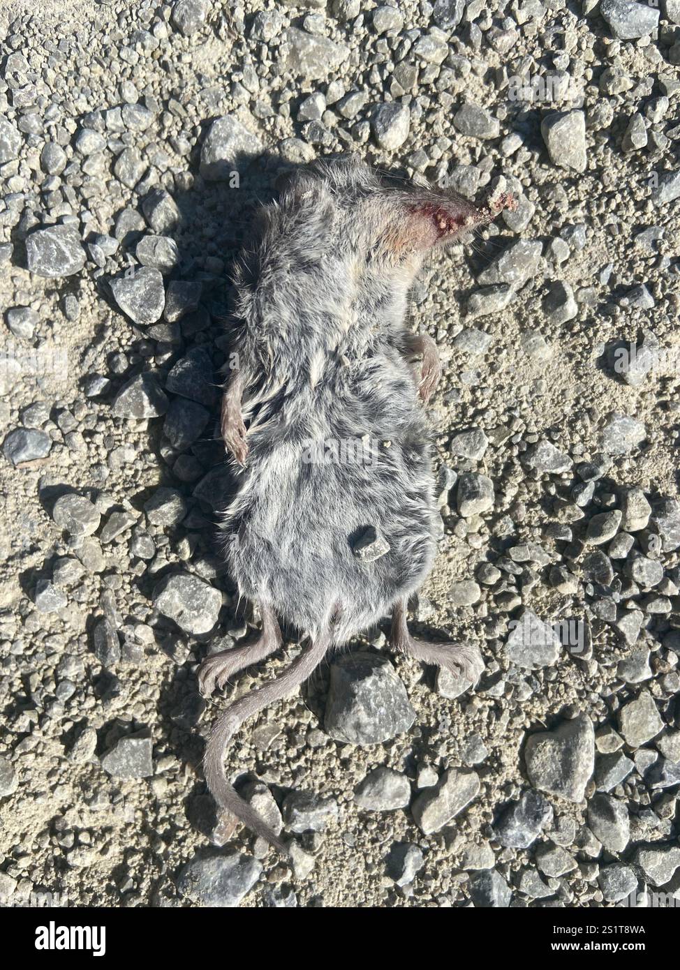 Greater White-toothed Shrew (Crocidura russula) Stock Photo