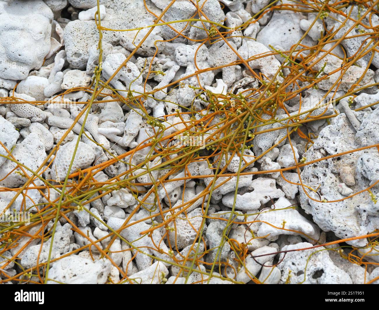 laurel dodder (Cassytha filiformis Stock Photo - Alamy