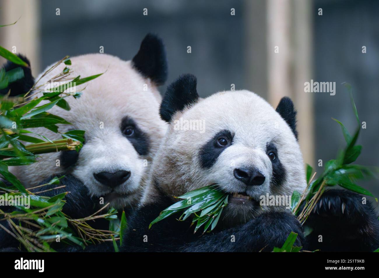 CHONGQING, CHINA JANUARY 4, 2025 Giant pandas eat bamboo shoots at