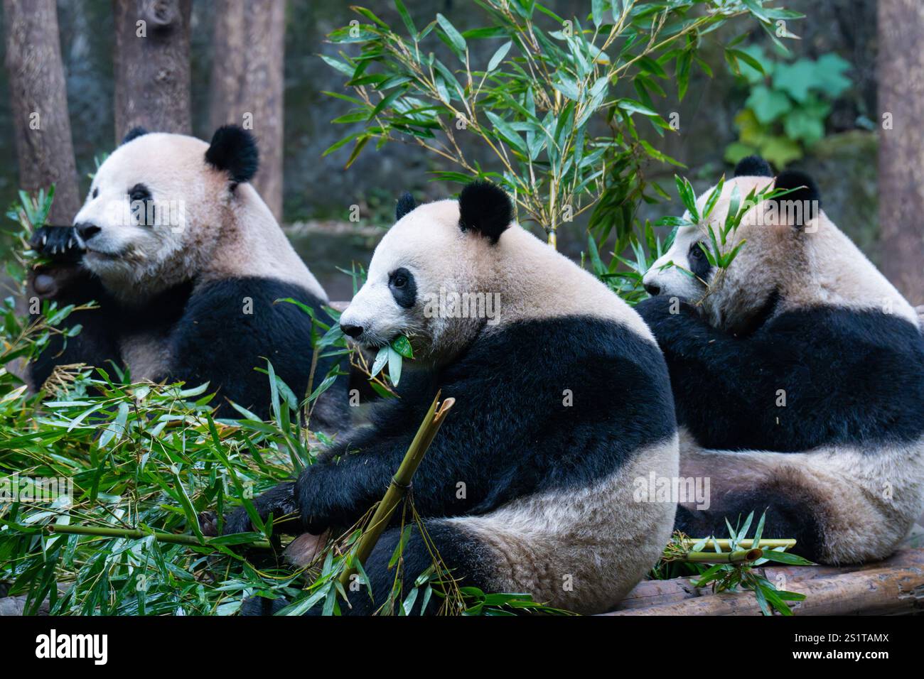 CHONGQING, CHINA JANUARY 4, 2025 Giant pandas eat bamboo shoots at